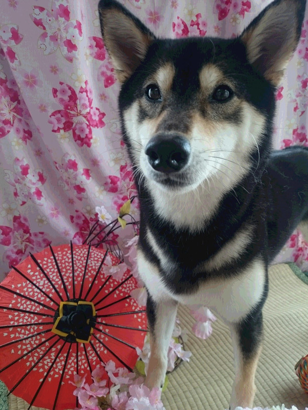 柴のあずきちゃん グルーミングコース