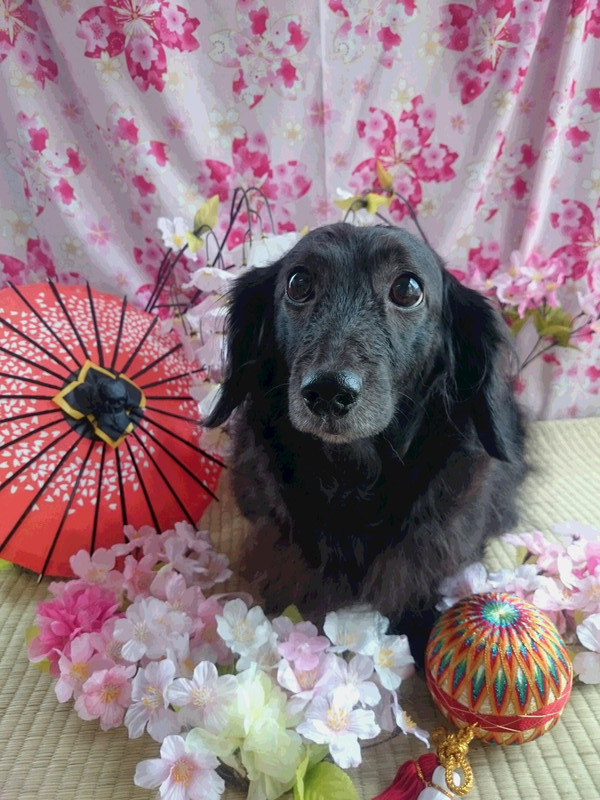 ダックスのカレンちゃん グルーミングコース