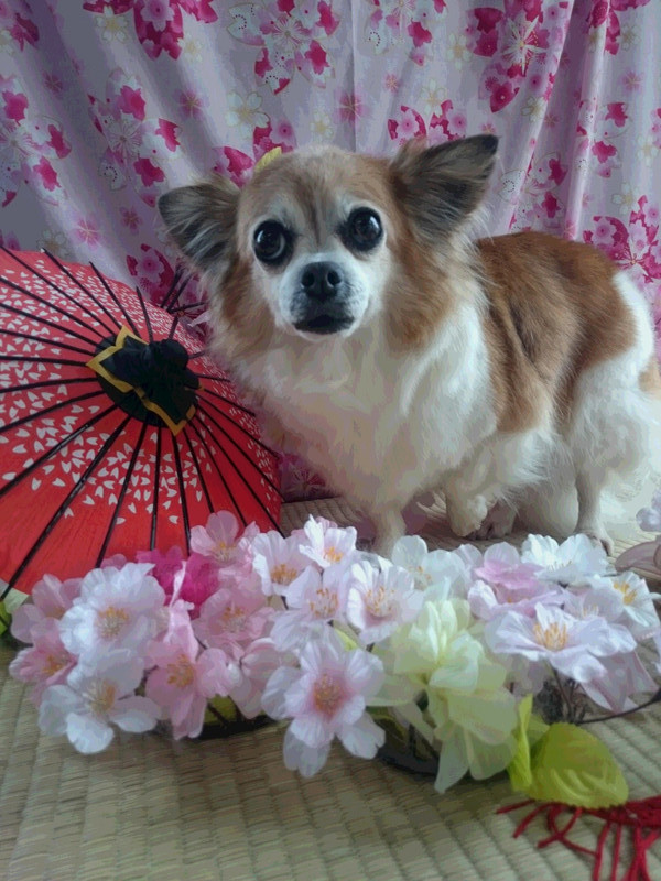 チワワのはっぴぃちゃん グルーミングコース