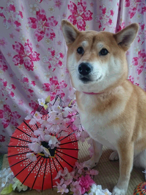 柴のモモちゃん グルーミングコース