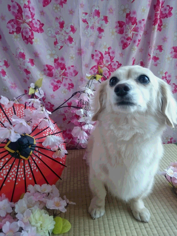 MIXのアクアちゃん グルーミングコース