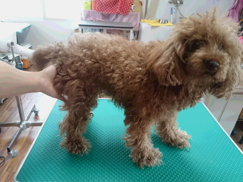 プードルのジミーちゃん トリミングコース