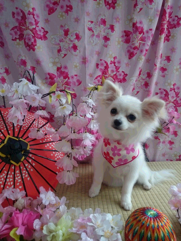 ポメラニアン×チワワのパールちゃん グルーミングコース