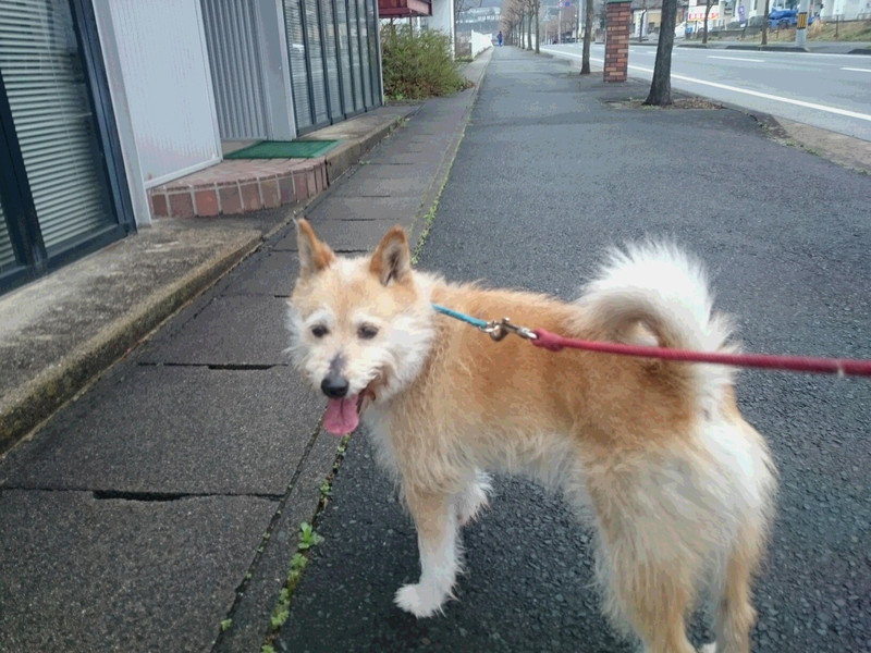 MIXのサブちゃん お泊まりの様子