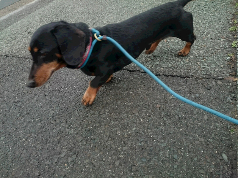 ダックスのアロンちゃん お泊まりの様子