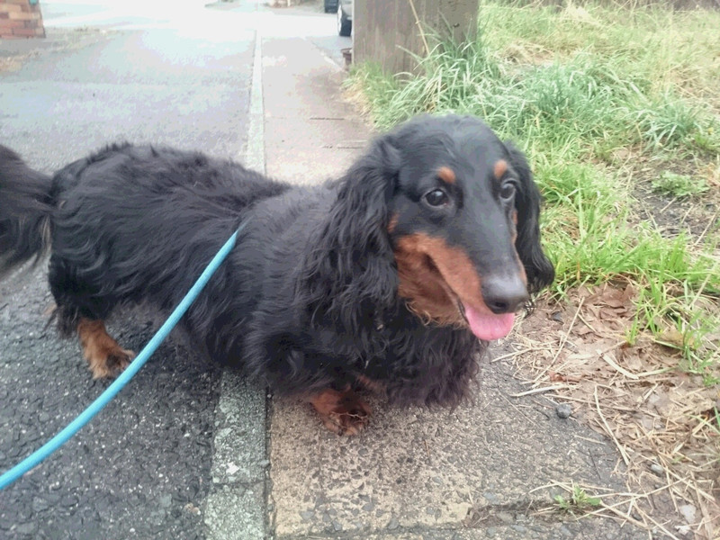 ダックスのシンちゃん お泊まりの様子