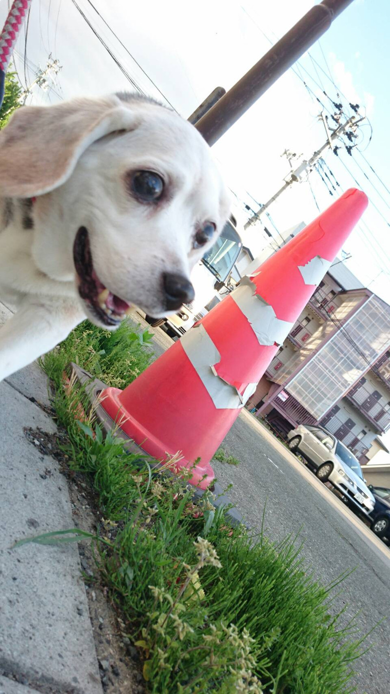 ビーグルのハッピーちゃん お泊まりの様子