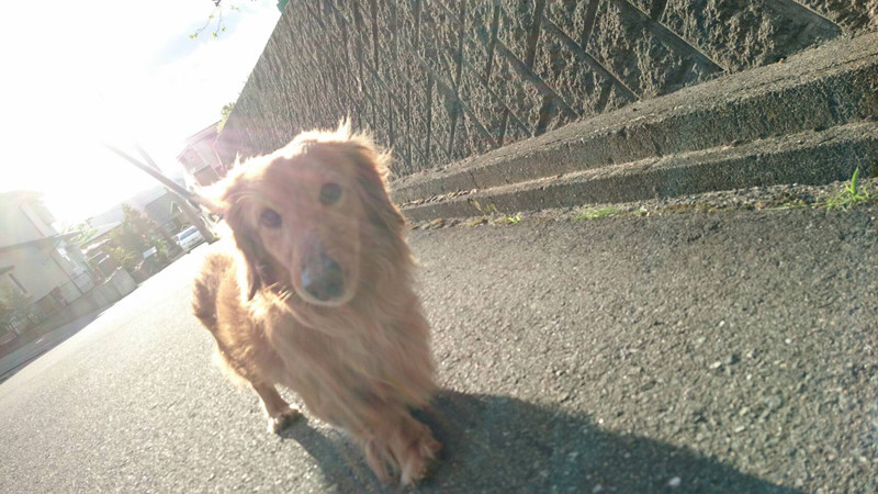 ダックスのタルトちゃん お泊まりの様子