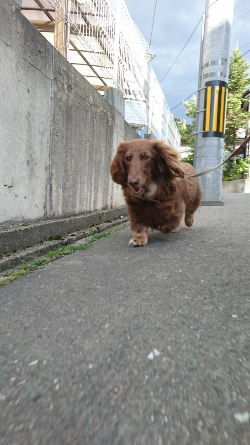 ダックスのチョコちゃん お泊まりの様子