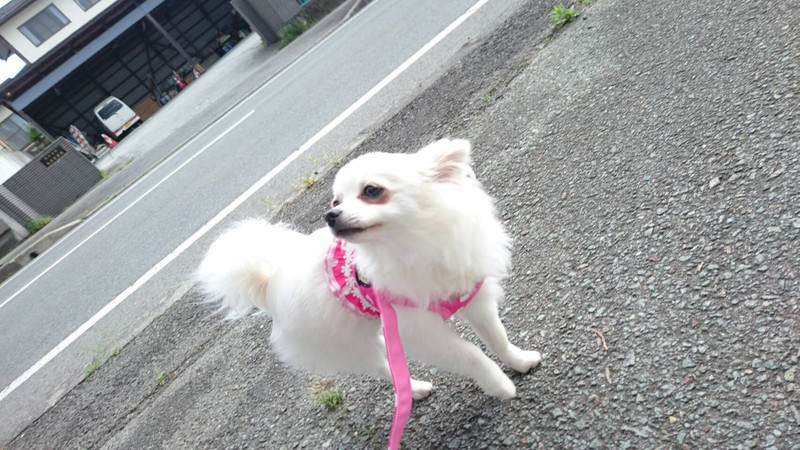 チワワ×ポメラニアンの パールちゃんです