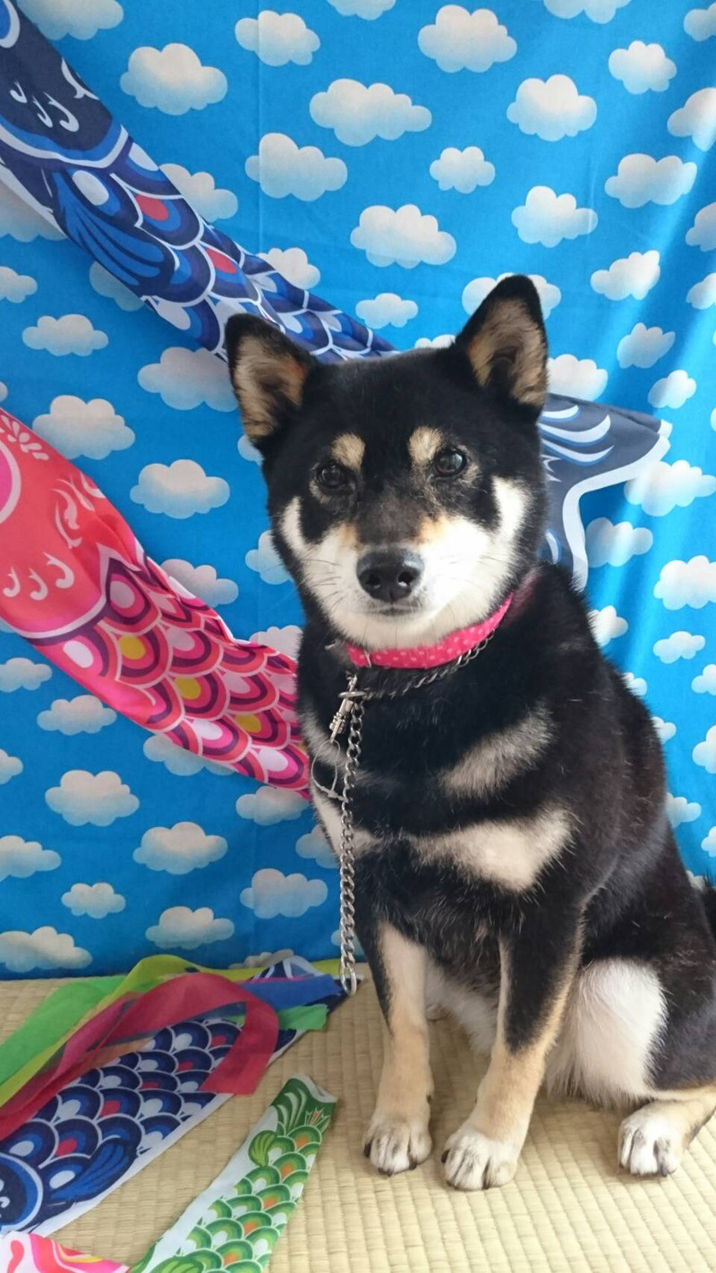 柴のさくらちゃん グルーミングコース