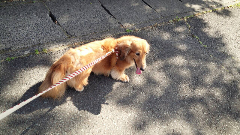 ダックスのレオちゃん&ラクちゃん