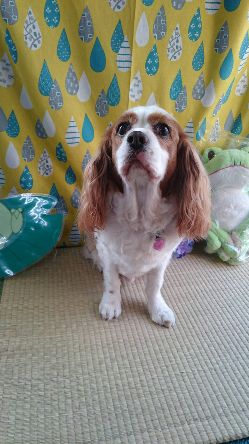 キャバリアのフレッドちゃん グルーミングコース 下周りカット