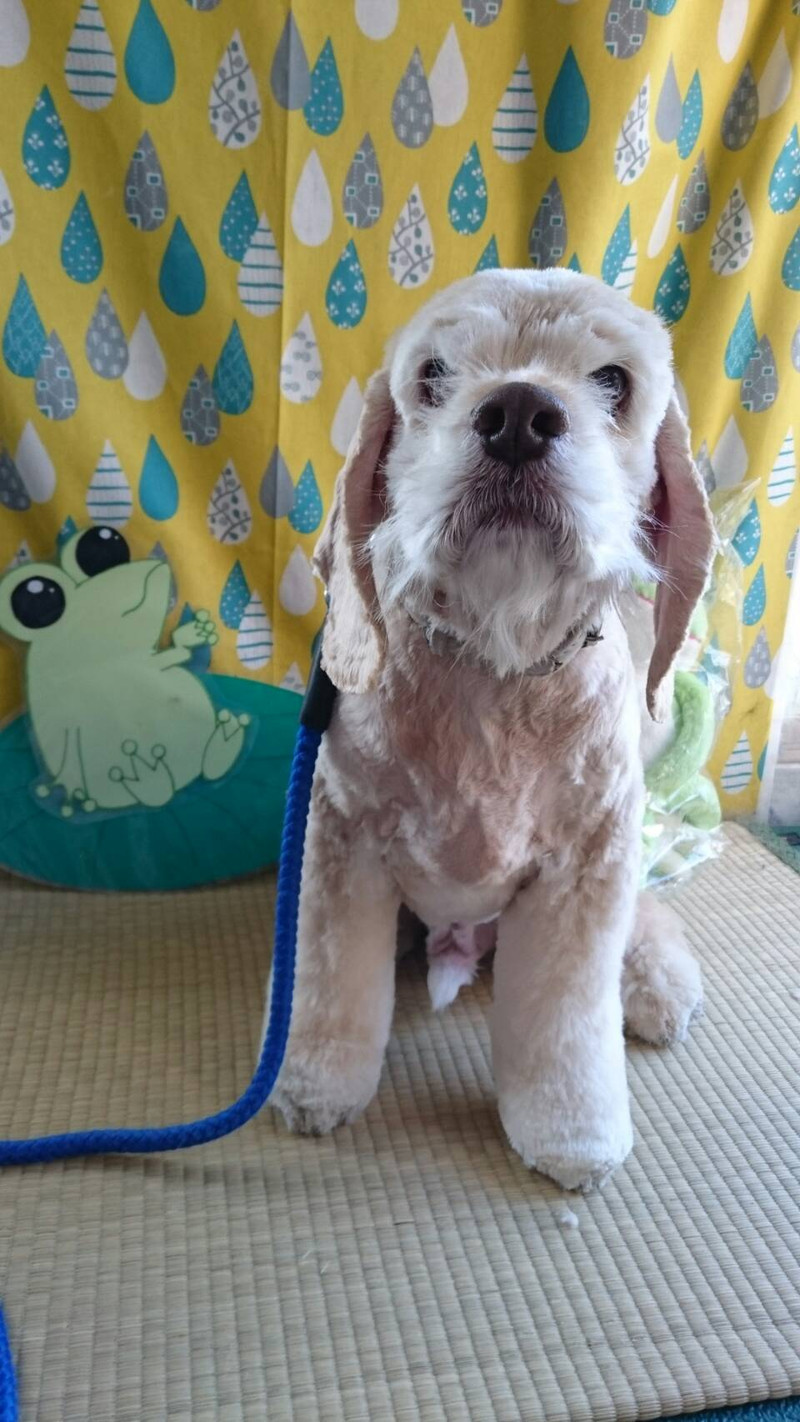 コッカーのツトムちゃん トリミングコース