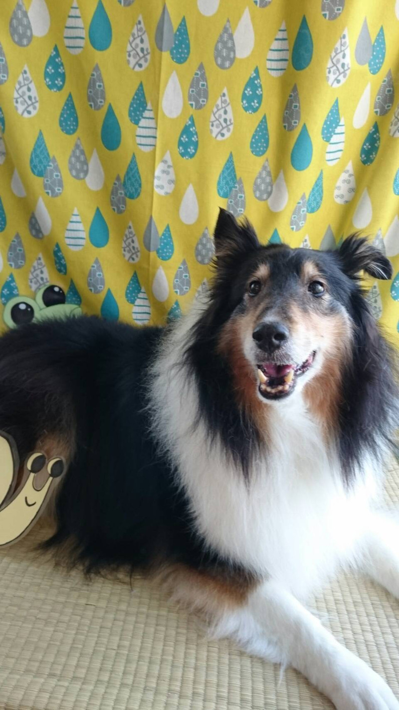 シェルティのシフォンちゃん グルーミングコース