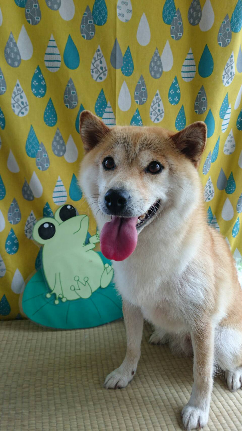 柴のひなちゃん&ふくちゃん シャンプーコース