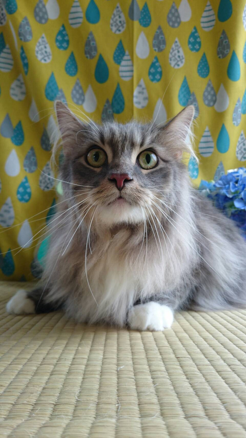 猫のガブちゃん&エルちゃん シャンプーコース お爪切り お耳掃除