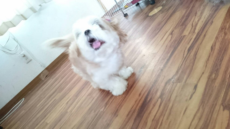 MIXのダッフィーちゃん お泊まりの様子