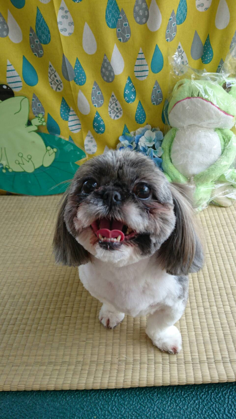 シーズーのナナちゃん トリミングコース