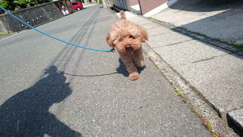 プードルのマロンちゃん お泊まりの様子