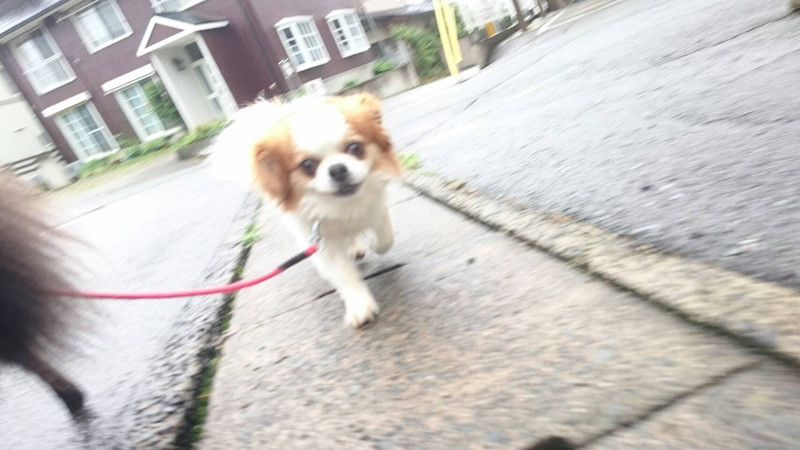 MIXのちゃっぴぃちゃん お泊まりの様子