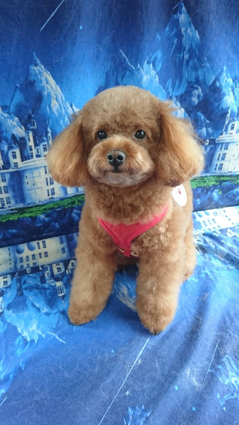 プードルのハルちゃん グルーミングコース お顔のカット