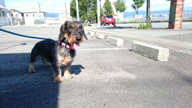 ダックスのモコちゃん&ルイちゃん お泊まりの様子