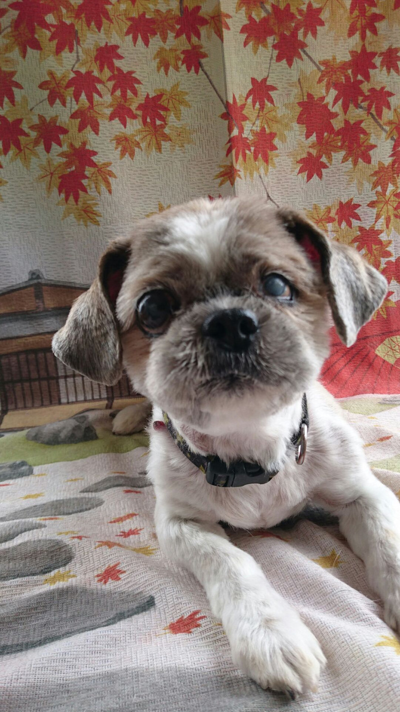 シーズーのラッキーちゃん トリミングコース