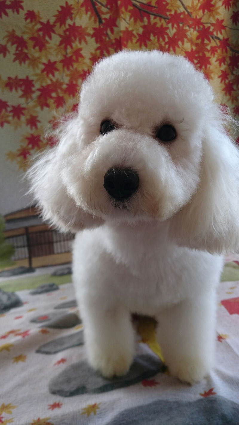 プードルの詩乃ちゃん シャンプーコース