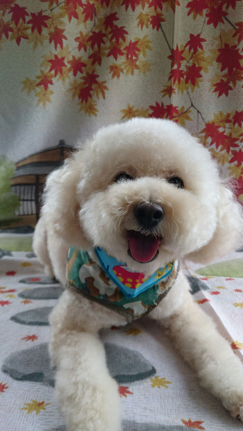 プードルのジャックちゃん シャンプーコース