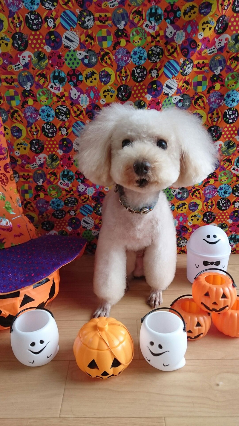 プードルのルークちゃん&マークちゃん&クーちゃん トリミングコース