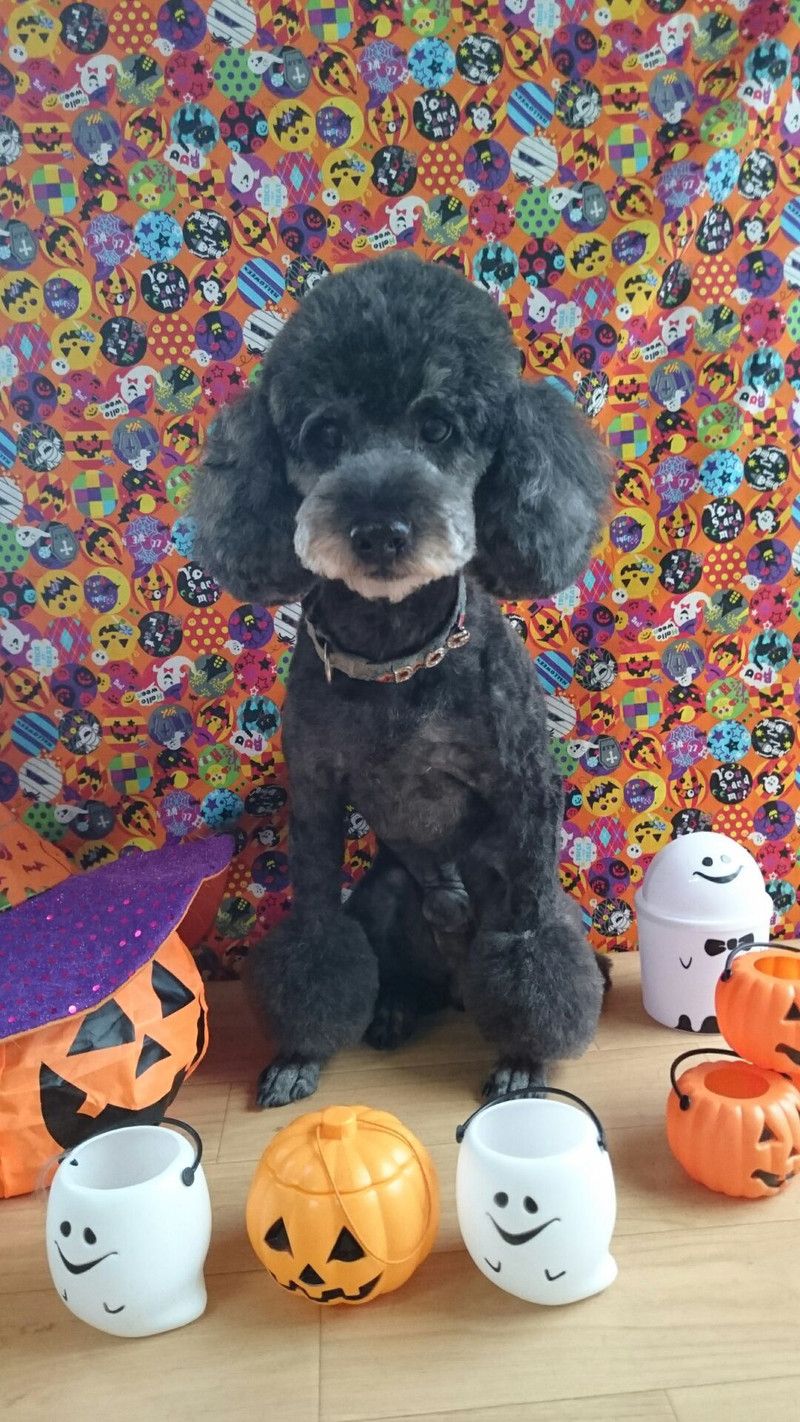 プードルのルークちゃん&マークちゃん&クーちゃん トリミングコース