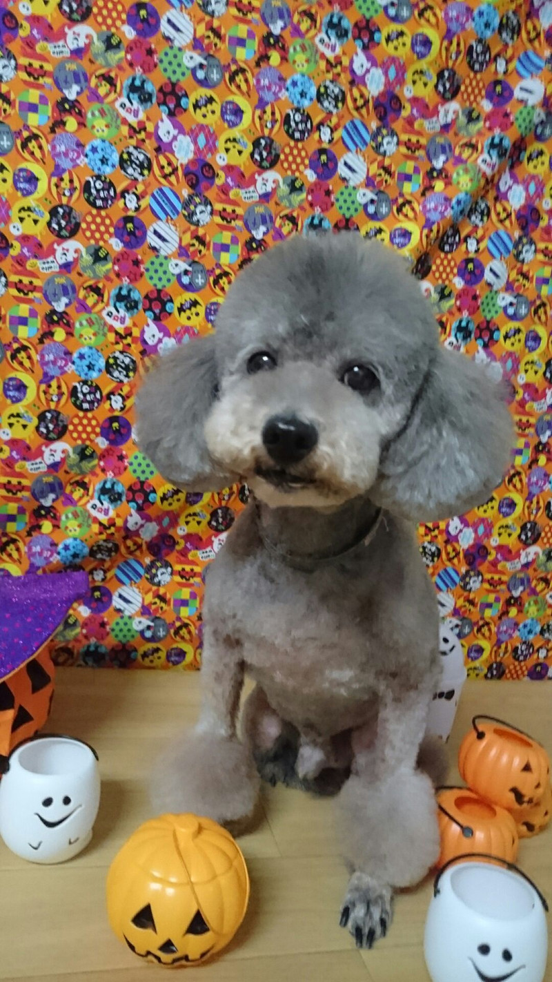 プードルのルークちゃん&マークちゃん&クーちゃん トリミングコース