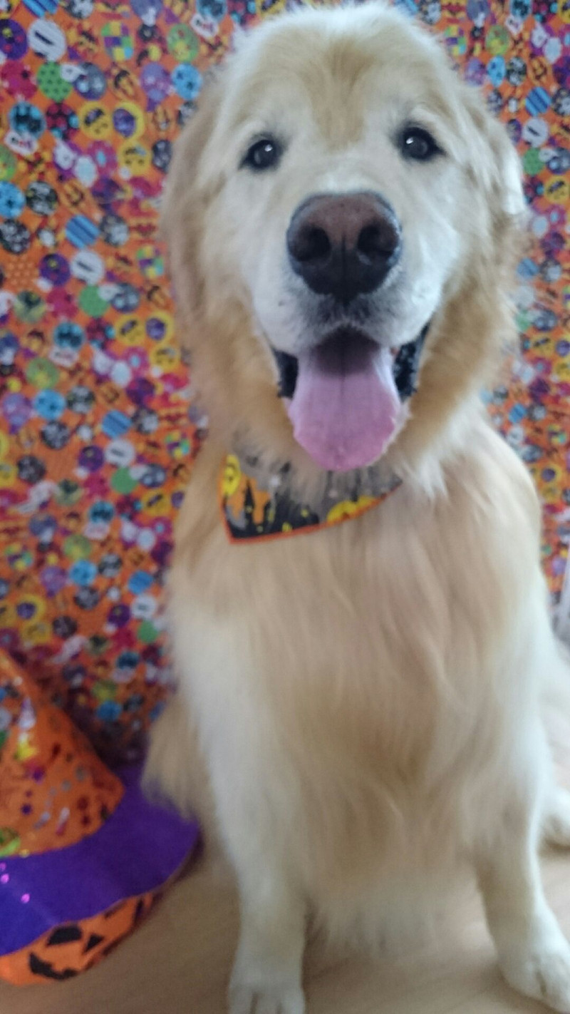 ゴールデンのルークちゃん グルーミングコース