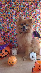 ポメラニアンのくりちゃん&くるちゃん グルーミングコース