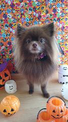 ポメラニアンのくりちゃん&くるちゃん グルーミングコース