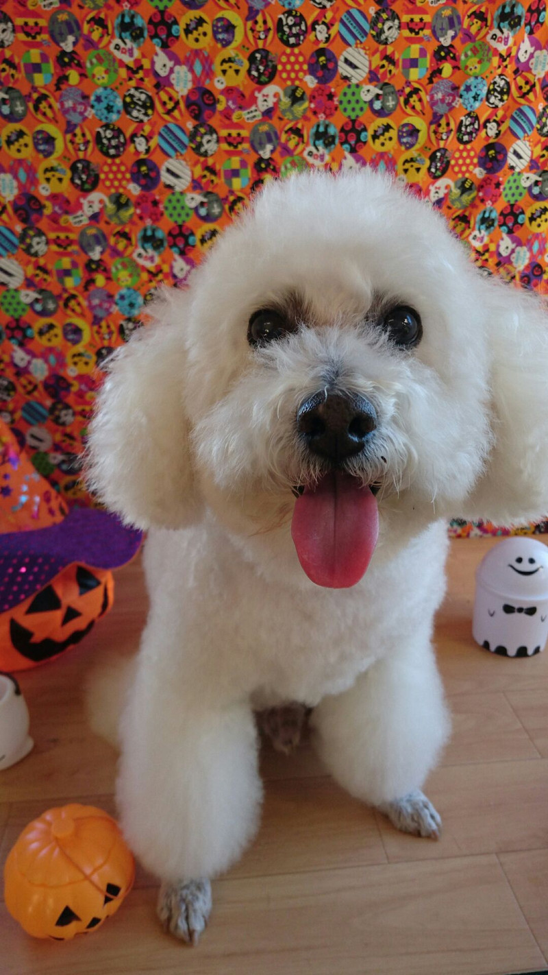 プードルのモコちゃん シャンプーコース デンタル