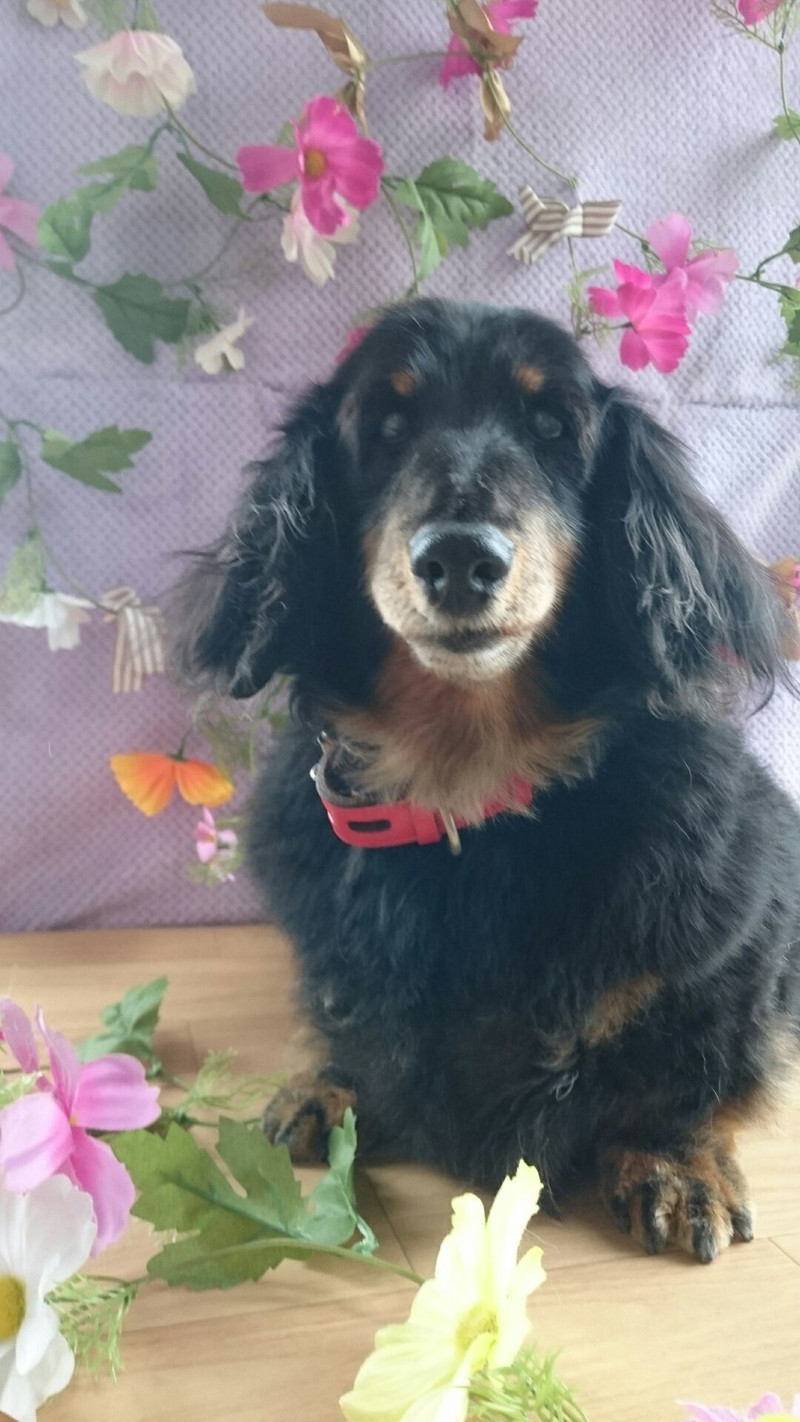 ダックスのレオちゃん グルーミングコース