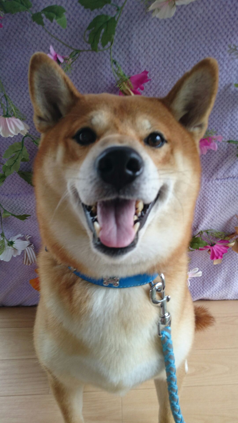 柴のコロンブスちゃん グルーミングコース