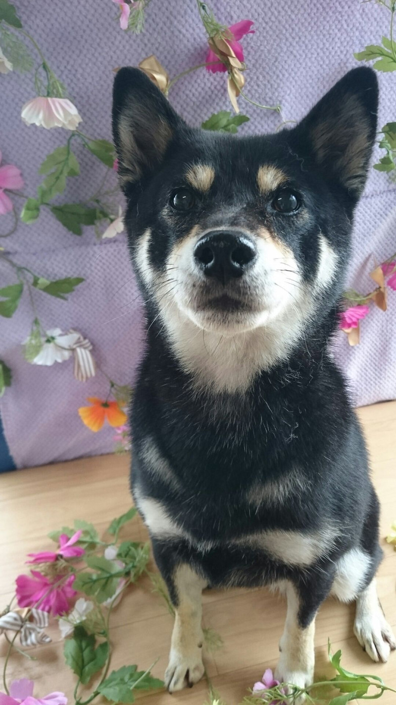 柴のさくらちゃん グルーミングコース