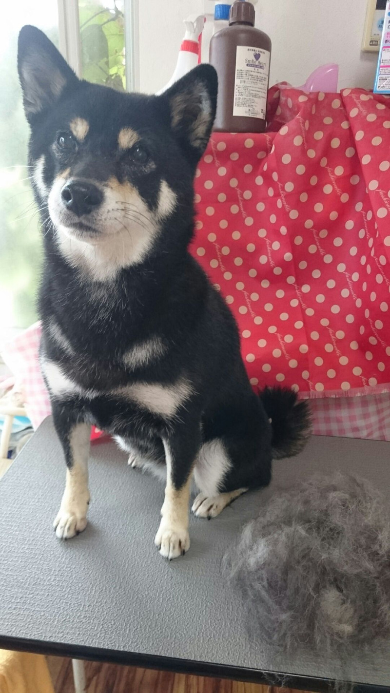 柴のさくらちゃん グルーミングコース