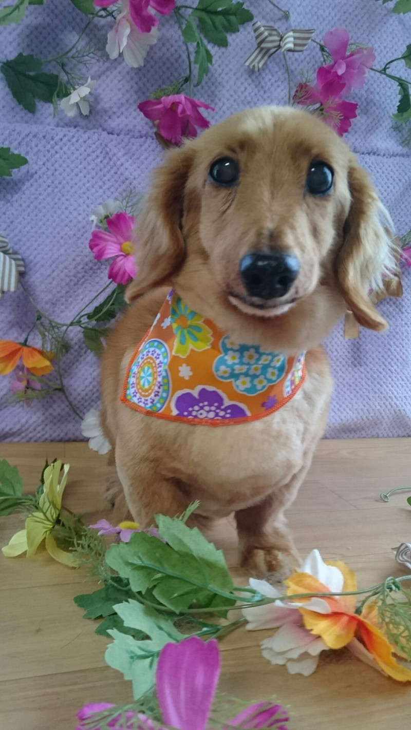 ダックスのレオちゃん&ココちゃん トリミングコース