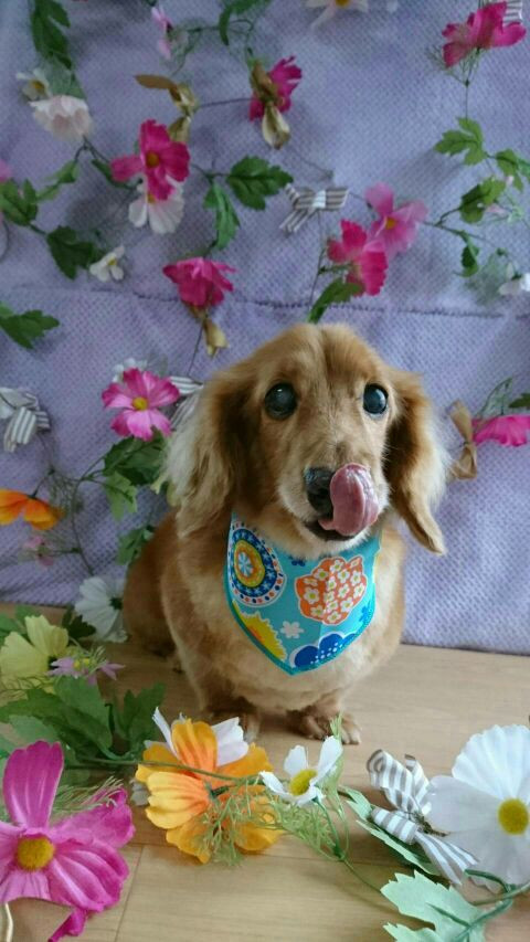 ダックスのレオちゃん&ココちゃん トリミングコース