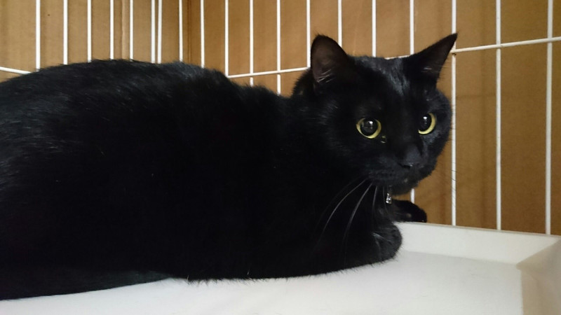 猫のルナちゃん お泊まりの様子