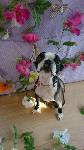 ボストンのチェリーちゃん&ジョナサン&ダックスのちゃぺるちゃん グルーミングコース シャンプーコース 