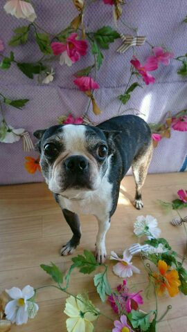 ボストンのチェリーちゃん&ジョナサン&ダックスのちゃぺるちゃん グルーミングコース シャンプーコース 