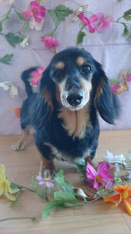 ボストンのチェリーちゃん&ジョナサン&ダックスのちゃぺるちゃん グルーミングコース シャンプーコース 