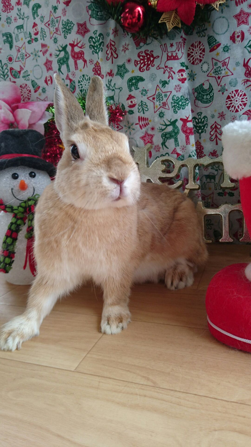 うさぎのモキュちゃん&チャーリーちゃん お爪切り