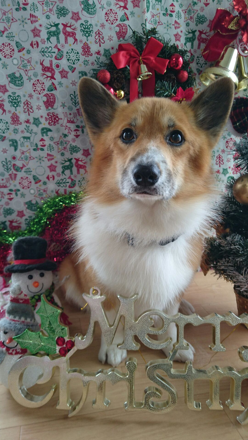 コーギーのサスケちゃん&つくしちゃん グルーミングコース