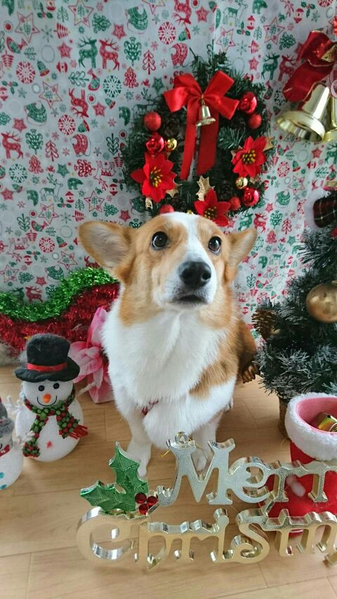 コーギーのサスケちゃん&つくしちゃん グルーミングコース